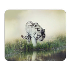 Коврик прямоугольный с принтом Белый тигр , натуральный каучук | размер 230 х 185 мм; запечатка лицевой стороны | Тематика изображения на принте: дикая кошка | природа | тигр | хищник