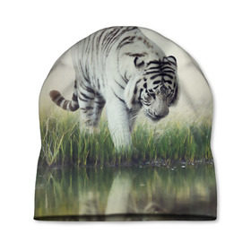 Шапка 3D с принтом Белый тигр , 100% полиэстер | универсальный размер, печать по всей поверхности изделия | дикая кошка | природа | тигр | хищник