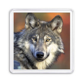Магнит 55*55 с принтом Волк , Пластик | Размер: 65*65 мм; Размер печати: 55*55 мм | волк | волки | волчата | волчонок | хищник