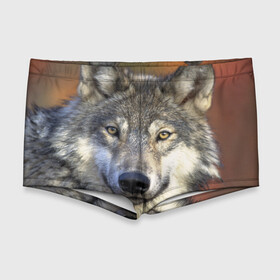 Мужские купальные плавки 3D с принтом Волк , Полиэстер 85%, Спандекс 15% |  | волк | волки | волчата | волчонок | хищник