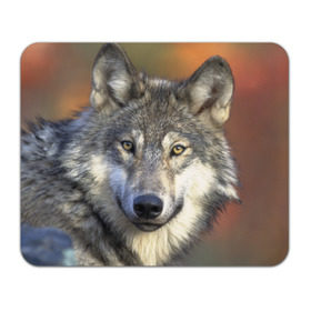 Коврик прямоугольный с принтом Волк , натуральный каучук | размер 230 х 185 мм; запечатка лицевой стороны | волк | волки | волчата | волчонок | хищник