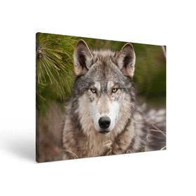 Холст прямоугольный с принтом Волк , 100% ПВХ |  | animal | eyes | forest | predator | wild | wolf | взгляд | волк | дикий | животное | зверь | лес | хищник