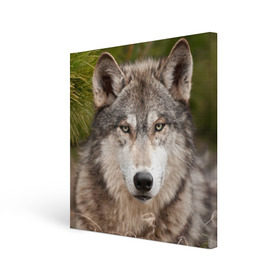 Холст квадратный с принтом Волк , 100% ПВХ |  | animal | eyes | forest | predator | wild | wolf | взгляд | волк | дикий | животное | зверь | лес | хищник