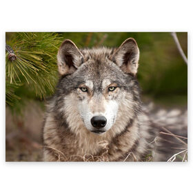 Поздравительная открытка с принтом Волк , 100% бумага | плотность бумаги 280 г/м2, матовая, на обратной стороне линовка и место для марки
 | animal | eyes | forest | predator | wild | wolf | взгляд | волк | дикий | животное | зверь | лес | хищник