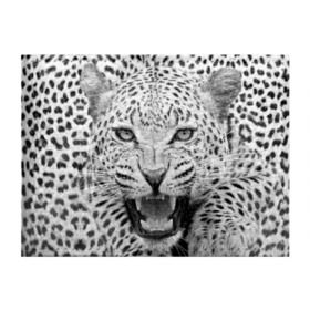 Обложка для студенческого билета с принтом Леопард , натуральная кожа | Размер: 11*8 см; Печать на всей внешней стороне | animal | eyes | jaws | leopard | malicious | predator | spotted | teeth | wild | взгляд | дикий | животное | злой | клыки | леопард | оскал | пасть | пятнистый | хищник