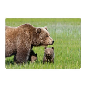 Магнитный плакат 3Х2 с принтом Медведи , Полимерный материал с магнитным слоем | 6 деталей размером 9*9 см | Тематика изображения на принте: animals | bears | children | family | green | meadow | mother | predators | дети | животные | зеленая | мама | медведи | поляна | семья | хищники