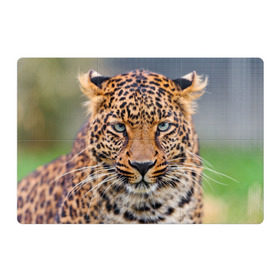 Магнитный плакат 3Х2 с принтом Леопард , Полимерный материал с магнитным слоем | 6 деталей размером 9*9 см | animal | leopard | look | predator | spotted | wild | взгляд | дикий | животное | леопард | пятнистый | хищник