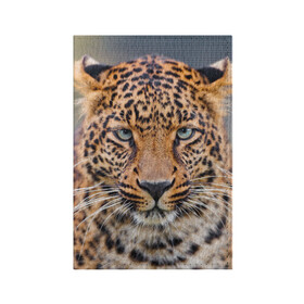 Обложка для паспорта матовая кожа с принтом Леопард , натуральная матовая кожа | размер 19,3 х 13,7 см; прозрачные пластиковые крепления | Тематика изображения на принте: animal | leopard | look | predator | spotted | wild | взгляд | дикий | животное | леопард | пятнистый | хищник