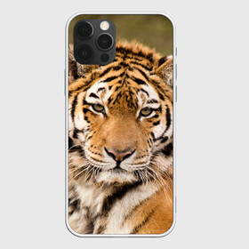 Чехол для iPhone 12 Pro с принтом Тигр , силикон | область печати: задняя сторона чехла, без боковых панелей | animal | predator | striped | tiger | view | wild | взгляд | дикий | животное | полосатый | тигр | хищник