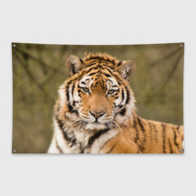 Флаг-баннер с принтом Тигр , 100% полиэстер | размер 67 х 109 см, плотность ткани — 95 г/м2; по краям флага есть четыре люверса для крепления | animal | predator | striped | tiger | view | wild | взгляд | дикий | животное | полосатый | тигр | хищник