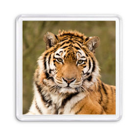 Магнит 55*55 с принтом Тигр , Пластик | Размер: 65*65 мм; Размер печати: 55*55 мм | Тематика изображения на принте: animal | predator | striped | tiger | view | wild | взгляд | дикий | животное | полосатый | тигр | хищник