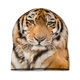 Шапка 3D с принтом Тигр , 100% полиэстер | универсальный размер, печать по всей поверхности изделия | animal | predator | striped | tiger | view | wild | взгляд | дикий | животное | полосатый | тигр | хищник