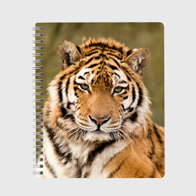 Тетрадь с принтом Тигр , 100% бумага | 48 листов, плотность листов — 60 г/м2, плотность картонной обложки — 250 г/м2. Листы скреплены сбоку удобной пружинной спиралью. Уголки страниц и обложки скругленные. Цвет линий — светло-серый
 | animal | predator | striped | tiger | view | wild | взгляд | дикий | животное | полосатый | тигр | хищник