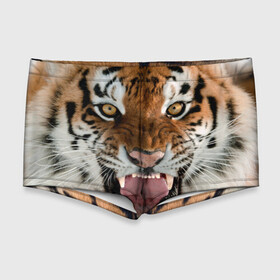 Мужские купальные плавки 3D с принтом Тигр , Полиэстер 85%, Спандекс 15% |  | Тематика изображения на принте: animal | predator | striped | tiger | view | wild | взгляд | дикий | животное | полосатый | тигр | хищник