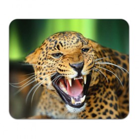 Коврик прямоугольный с принтом Леопард , натуральный каучук | размер 230 х 185 мм; запечатка лицевой стороны | animal | leopard | look | predator | spotted | wild | взгляд | дикий | животное | леопард | пятнистый | хищник