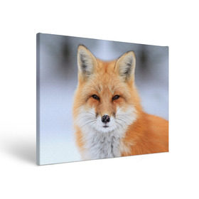Холст прямоугольный с принтом Лиса , 100% ПВХ |  | animal | fox | look | predator | red | sly | wild | взгляд | дикая | животное | лиса | рыжая | хитрая | хищник