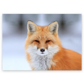 Поздравительная открытка с принтом Лиса , 100% бумага | плотность бумаги 280 г/м2, матовая, на обратной стороне линовка и место для марки
 | animal | fox | look | predator | red | sly | wild | взгляд | дикая | животное | лиса | рыжая | хитрая | хищник
