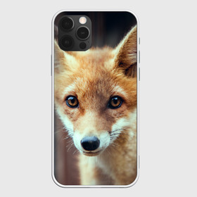 Чехол для iPhone 12 Pro Max с принтом Лиса , Силикон |  | animal | baby | fox | look | predator | red | sly | wild | взгляд | дикая | животное | лиса | малыш | рыжая | хитрая | хищник