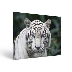 Холст прямоугольный с принтом Белый тигр , 100% ПВХ |  | animal | jungle | look | predator | tiger | white | wild | белый | взгляд | джунгли | дикий | животное | тигр | хищник