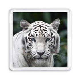 Магнит 55*55 с принтом Белый тигр , Пластик | Размер: 65*65 мм; Размер печати: 55*55 мм | Тематика изображения на принте: animal | jungle | look | predator | tiger | white | wild | белый | взгляд | джунгли | дикий | животное | тигр | хищник