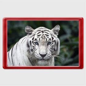 Магнит 45*70 с принтом Белый тигр , Пластик | Размер: 78*52 мм; Размер печати: 70*45 | Тематика изображения на принте: animal | jungle | look | predator | tiger | white | wild | белый | взгляд | джунгли | дикий | животное | тигр | хищник