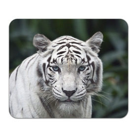 Коврик прямоугольный с принтом Белый тигр , натуральный каучук | размер 230 х 185 мм; запечатка лицевой стороны | animal | jungle | look | predator | tiger | white | wild | белый | взгляд | джунгли | дикий | животное | тигр | хищник