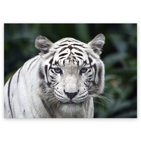 Поздравительная открытка с принтом Белый тигр , 100% бумага | плотность бумаги 280 г/м2, матовая, на обратной стороне линовка и место для марки
 | Тематика изображения на принте: animal | jungle | look | predator | tiger | white | wild | белый | взгляд | джунгли | дикий | животное | тигр | хищник