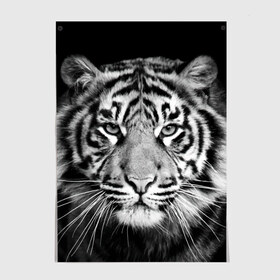 Постер с принтом Тигр , 100% бумага
 | бумага, плотность 150 мг. Матовая, но за счет высокого коэффициента гладкости имеет небольшой блеск и дает на свету блики, но в отличии от глянцевой бумаги не покрыта лаком | animal | black   white | look | predator | tiger | wild | взгляд | дикий | животное | тигр | хищник | черно   белый