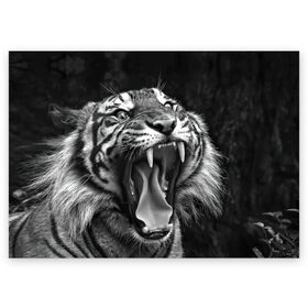 Поздравительная открытка с принтом Тигр , 100% бумага | плотность бумаги 280 г/м2, матовая, на обратной стороне линовка и место для марки
 | Тематика изображения на принте: animal | black   white | fangs | jaws | jungle | predator | teeth | tiger | wild | джунгли | дикий | животное | клыки | оскал | пасть | тигр | хищник | черно   белый