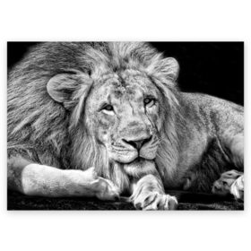 Поздравительная открытка с принтом Лев , 100% бумага | плотность бумаги 280 г/м2, матовая, на обратной стороне линовка и место для марки
 | animal | black   white | king | lies | lion | look | predator | wild | взгляд | дикий | животное | зверь | лев | лежит | хищник | царь | черно   белый