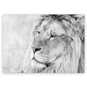 Поздравительная открытка с принтом Лев , 100% бумага | плотность бумаги 280 г/м2, матовая, на обратной стороне линовка и место для марки
 | animal | black   white | king | lion | look | predator | wild | взгляд | дикий | животное | зверь | лев | хищник | царь | черно   белый