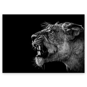 Поздравительная открытка с принтом Львица , 100% бумага | плотность бумаги 280 г/м2, матовая, на обратной стороне линовка и место для марки
 | animal | fangs | head | lion | lioness | predator | teeth | wild | голова | дикая | животное | клыки | лев | львица | оскал | хищник