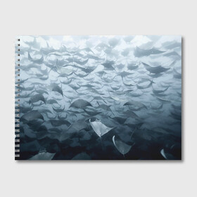 Альбом для рисования с принтом Электрические скаты , 100% бумага
 | матовая бумага, плотность 200 мг. | depth | fish | lot | ocean | power | rays | school | sea | water | вода | глубина | косяк | много | море | океан | рыбы | скаты | электрические