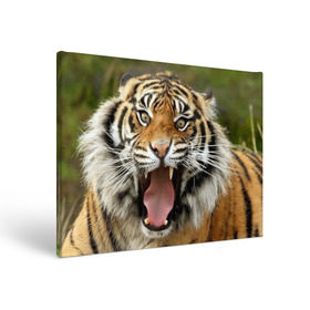 Холст прямоугольный с принтом Тигр , 100% ПВХ |  | angry | animal | beast | jaws | predator | teeth | tiger | животное | зверь | злой | клыки | оскал | пасть | тигр | хищник