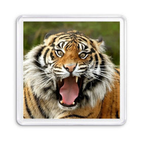 Магнит 55*55 с принтом Тигр , Пластик | Размер: 65*65 мм; Размер печати: 55*55 мм | Тематика изображения на принте: angry | animal | beast | jaws | predator | teeth | tiger | животное | зверь | злой | клыки | оскал | пасть | тигр | хищник
