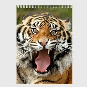 Скетчбук с принтом Тигр , 100% бумага
 | 48 листов, плотность листов — 100 г/м2, плотность картонной обложки — 250 г/м2. Листы скреплены сверху удобной пружинной спиралью | angry | animal | beast | jaws | predator | teeth | tiger | животное | зверь | злой | клыки | оскал | пасть | тигр | хищник