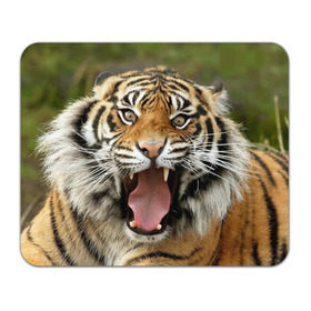 Коврик прямоугольный с принтом Тигр , натуральный каучук | размер 230 х 185 мм; запечатка лицевой стороны | Тематика изображения на принте: angry | animal | beast | jaws | predator | teeth | tiger | животное | зверь | злой | клыки | оскал | пасть | тигр | хищник