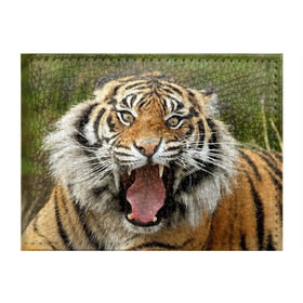 Обложка для студенческого билета с принтом Тигр , натуральная кожа | Размер: 11*8 см; Печать на всей внешней стороне | Тематика изображения на принте: angry | animal | beast | jaws | predator | teeth | tiger | животное | зверь | злой | клыки | оскал | пасть | тигр | хищник