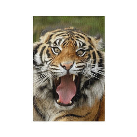 Обложка для паспорта матовая кожа с принтом Тигр , натуральная матовая кожа | размер 19,3 х 13,7 см; прозрачные пластиковые крепления | angry | animal | beast | jaws | predator | teeth | tiger | животное | зверь | злой | клыки | оскал | пасть | тигр | хищник