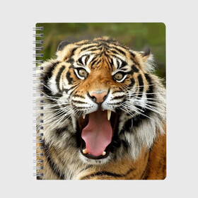 Тетрадь с принтом Тигр , 100% бумага | 48 листов, плотность листов — 60 г/м2, плотность картонной обложки — 250 г/м2. Листы скреплены сбоку удобной пружинной спиралью. Уголки страниц и обложки скругленные. Цвет линий — светло-серый
 | Тематика изображения на принте: angry | animal | beast | jaws | predator | teeth | tiger | животное | зверь | злой | клыки | оскал | пасть | тигр | хищник