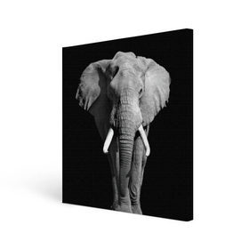 Холст квадратный с принтом Слон , 100% ПВХ |  | africa | big | black   white | elephant is an animal | shroud | tusks | африка | бивни | большой | животное | идет | савана | слон | черно   белый