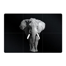 Магнитный плакат 3Х2 с принтом Слон , Полимерный материал с магнитным слоем | 6 деталей размером 9*9 см | africa | big | black   white | elephant is an animal | shroud | tusks | африка | бивни | большой | животное | идет | савана | слон | черно   белый