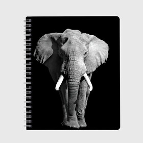 Тетрадь с принтом Слон , 100% бумага | 48 листов, плотность листов — 60 г/м2, плотность картонной обложки — 250 г/м2. Листы скреплены сбоку удобной пружинной спиралью. Уголки страниц и обложки скругленные. Цвет линий — светло-серый
 | africa | big | black   white | elephant is an animal | shroud | tusks | африка | бивни | большой | животное | идет | савана | слон | черно   белый