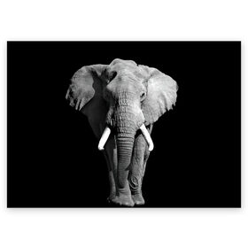 Поздравительная открытка с принтом Слон , 100% бумага | плотность бумаги 280 г/м2, матовая, на обратной стороне линовка и место для марки
 | africa | big | black   white | elephant is an animal | shroud | tusks | африка | бивни | большой | животное | идет | савана | слон | черно   белый