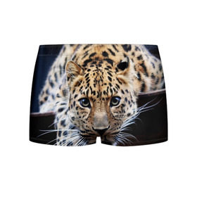 Мужские трусы 3D с принтом Леопард , 50% хлопок, 50% полиэстер | классическая посадка, на поясе мягкая тканевая резинка | взгляд | глаза | дикая кошка | леопард | хищник