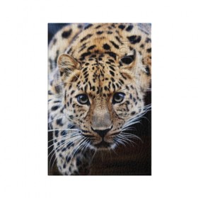 Обложка для паспорта матовая кожа с принтом Леопард , натуральная матовая кожа | размер 19,3 х 13,7 см; прозрачные пластиковые крепления | взгляд | глаза | дикая кошка | леопард | хищник