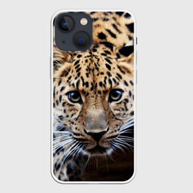 Чехол для iPhone 13 mini с принтом Леопард ,  |  | взгляд | глаза | дикая кошка | леопард | хищник