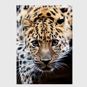 Скетчбук с принтом Леопард , 100% бумага
 | 48 листов, плотность листов — 100 г/м2, плотность картонной обложки — 250 г/м2. Листы скреплены сверху удобной пружинной спиралью | взгляд | глаза | дикая кошка | леопард | хищник