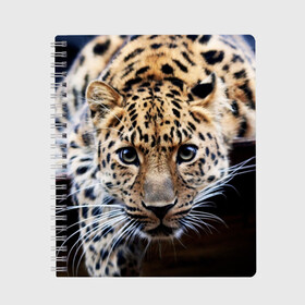 Тетрадь с принтом Леопард , 100% бумага | 48 листов, плотность листов — 60 г/м2, плотность картонной обложки — 250 г/м2. Листы скреплены сбоку удобной пружинной спиралью. Уголки страниц и обложки скругленные. Цвет линий — светло-серый
 | взгляд | глаза | дикая кошка | леопард | хищник