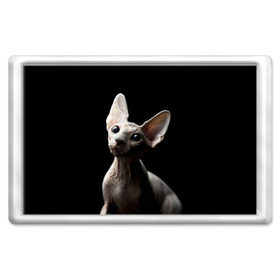 Магнит 45*70 с принтом Сфинкс , Пластик | Размер: 78*52 мм; Размер печати: 70*45 | Тематика изображения на принте: black | cat | взгляд | кот | котик | котэ | кошка | сфинкс | уши | черный